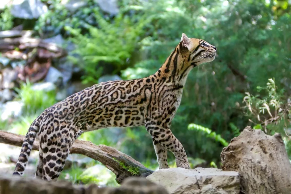 ocelote_2 típico padrão de pelo dos ocelote
