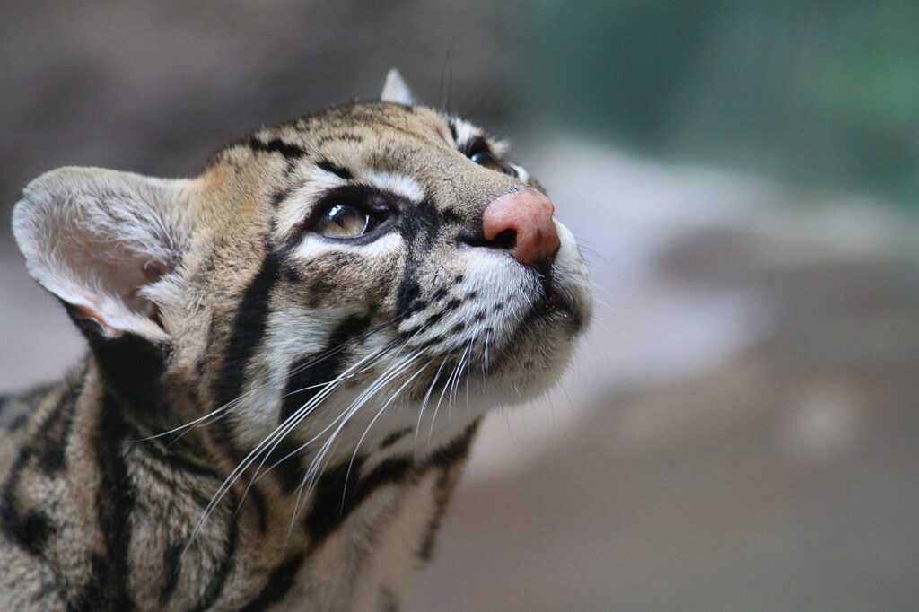 close up do focinho do ocelote