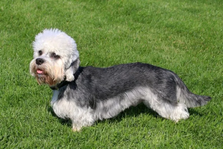 Dandie Dinmont Terrier on a green grass lawn Dandie Dinmont Terrier em pé na relva