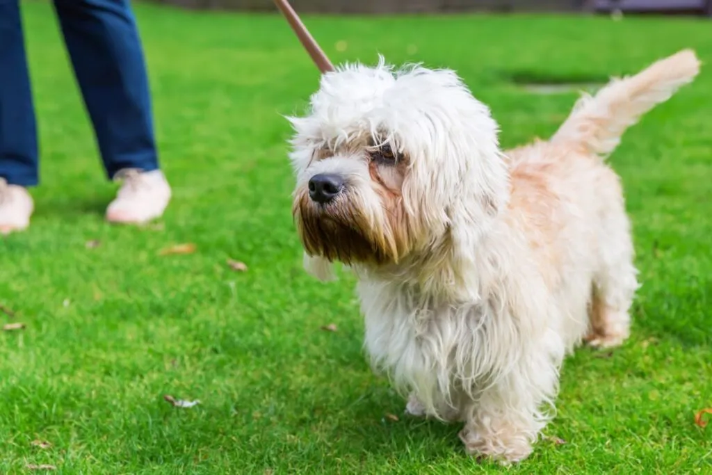 Dandie Dinmont Terrier at the leash Dandie Dinmont Terrier branco