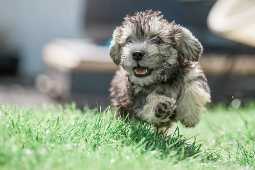 Dandie Dinmont Puppy Dandie Dinmont Terrier cachorro a correr na relva
