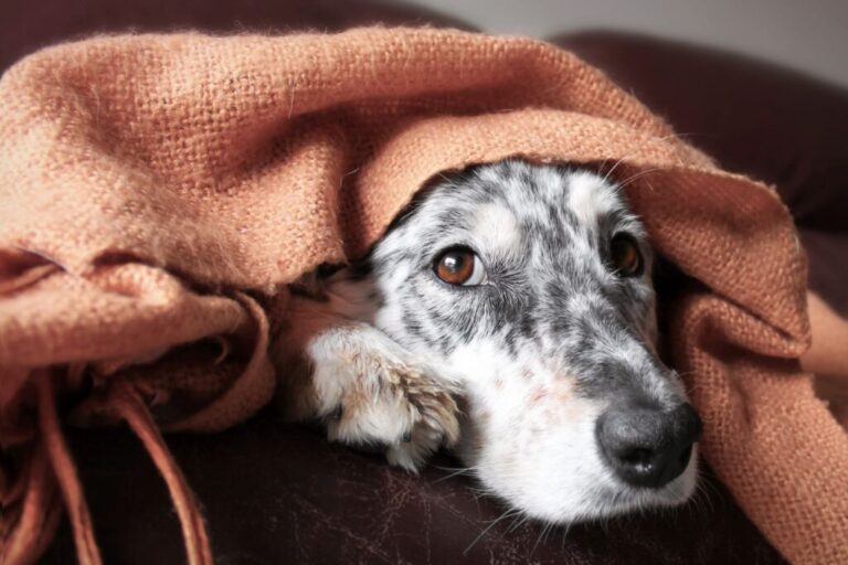 cão no sofá debaixo da manta