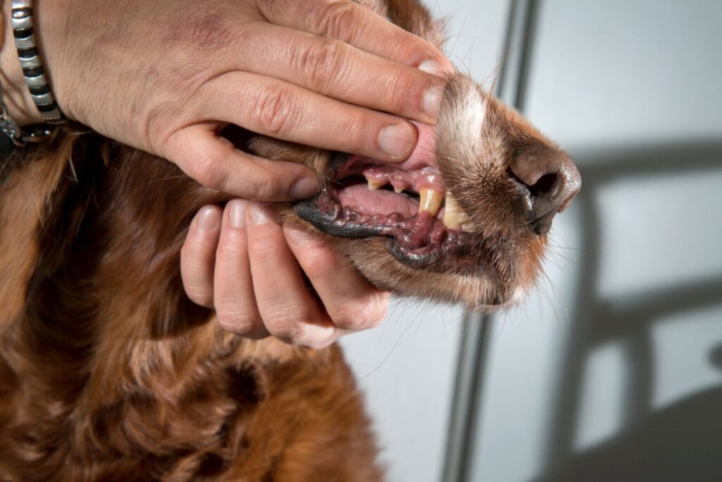 análise às mucosas de um cão