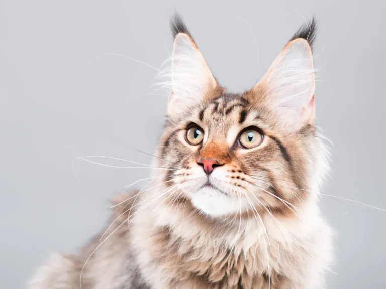 como calcular a idade de um gato como calcular a idade de um gato