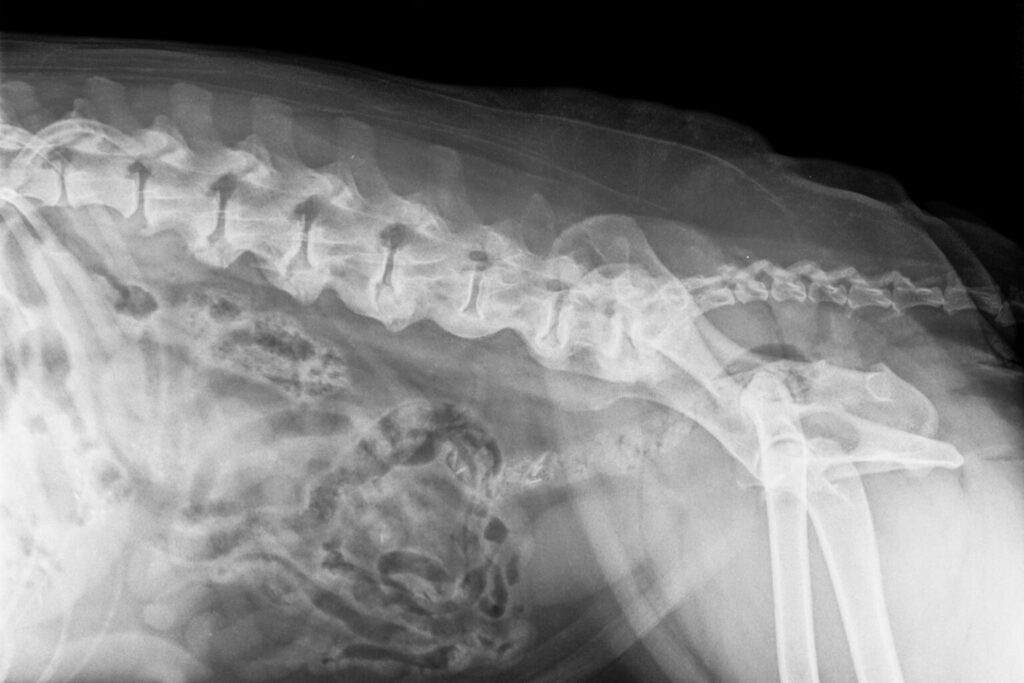 radiografia a cão sénior com espondilose