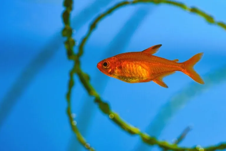 Small beauty Ember Tetra or Hyphessobrycon amandae in planted tr Tetra fogo sob fundo azul
