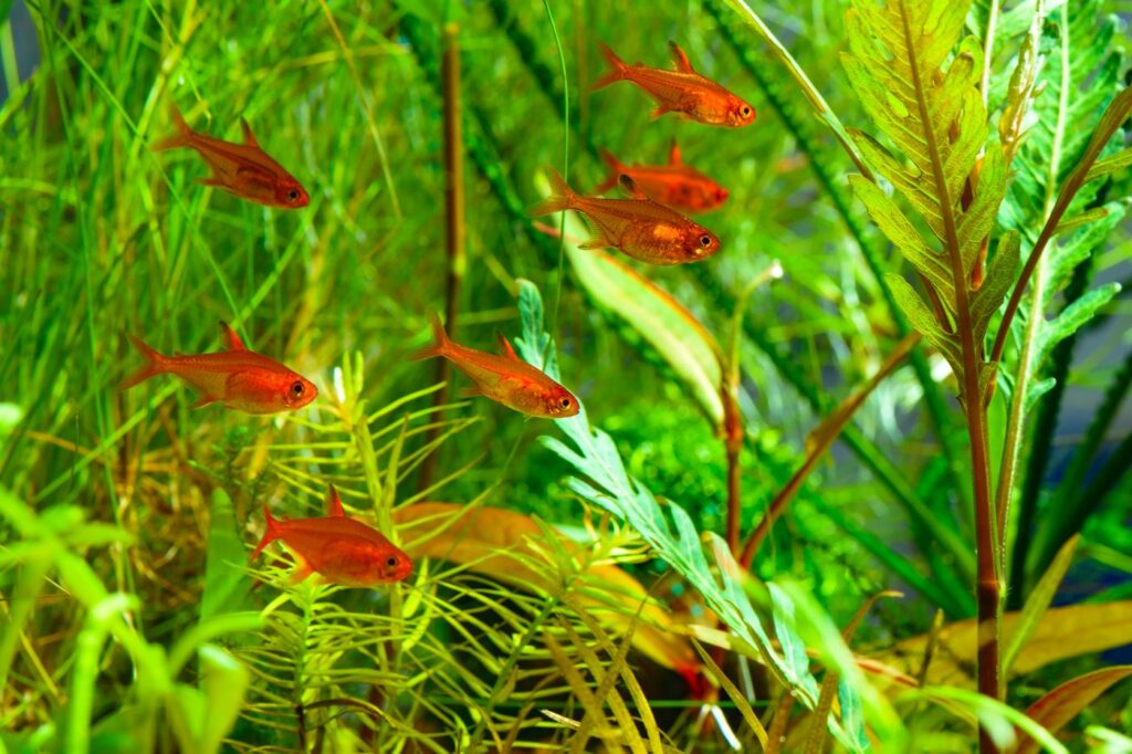 Group of Ember Tetras or Hyphessobrycon amandae in planted tropi Pequeno cardume de tetra fogo