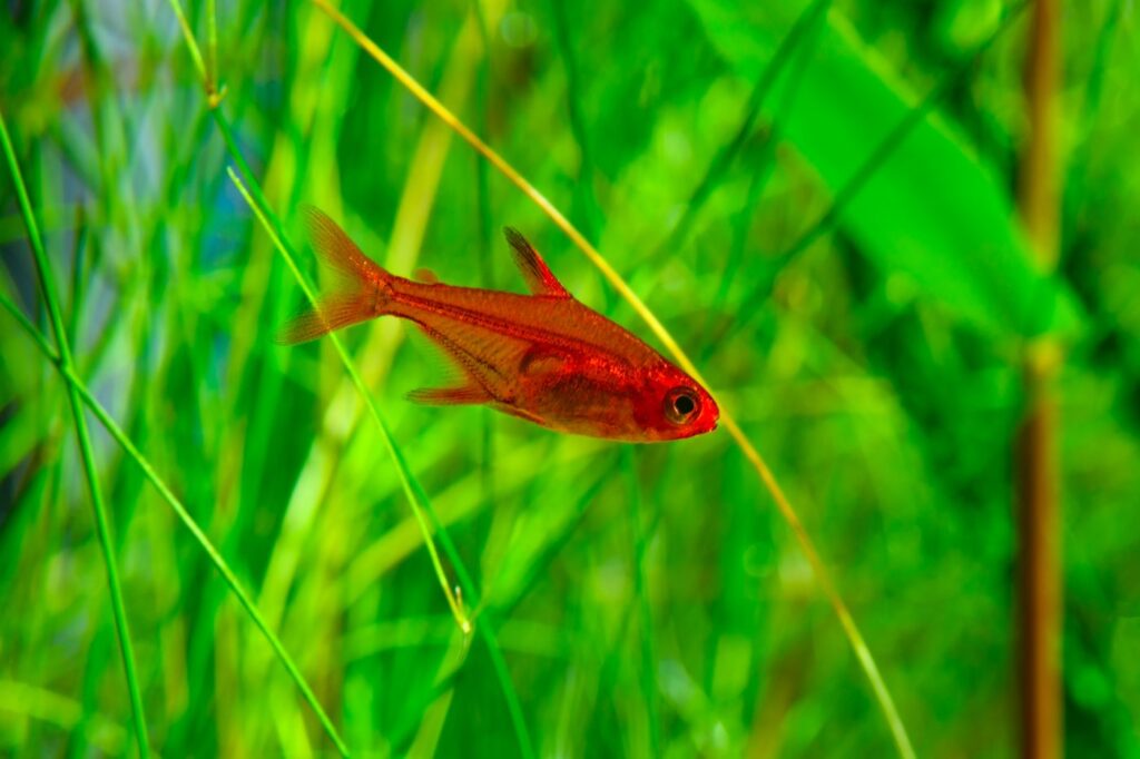 Peixe Tetra Foguinho, Compre na Kauar