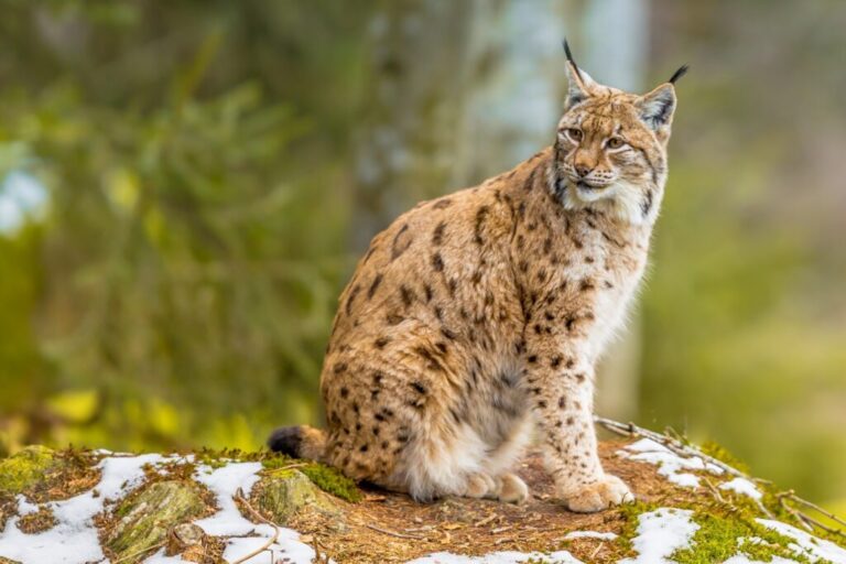 lince em paisagem de inverno a olhar para o lado