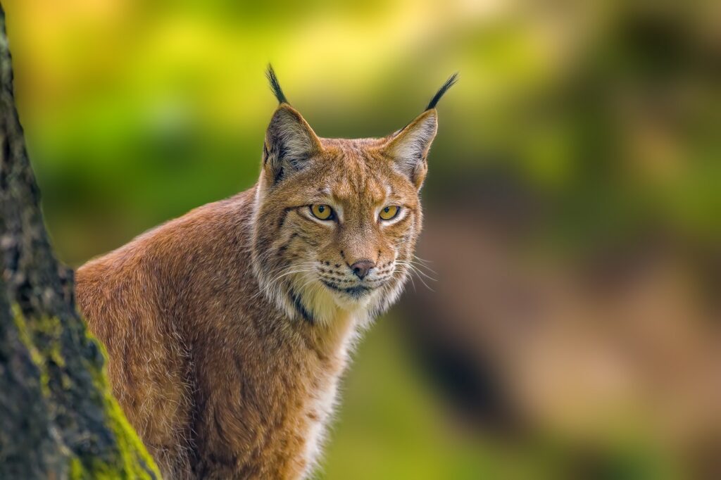 lince_2 lince na floresta