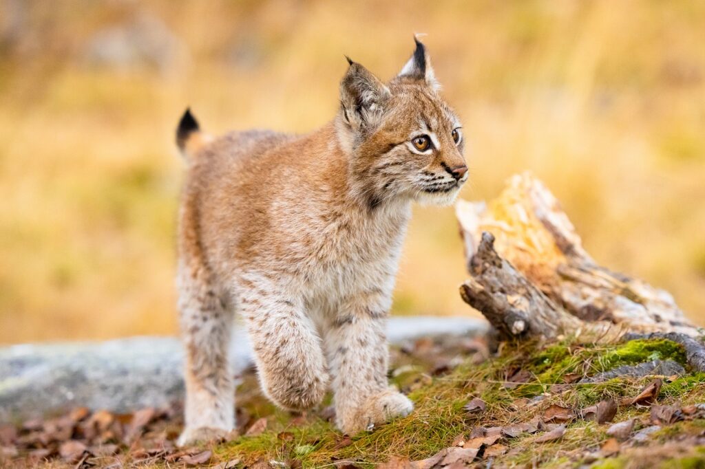 close-up de uma cria de lince eurasiático