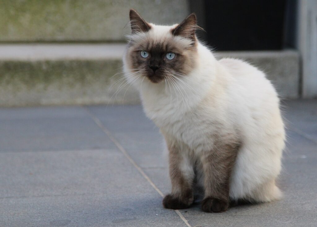 Ragamuffin sentado no passeio