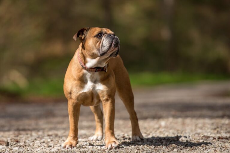 buldogue continental num caminho de terra batida