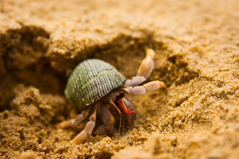 Um caranguejo-eremita faz um buraco na areia para se enterrar
