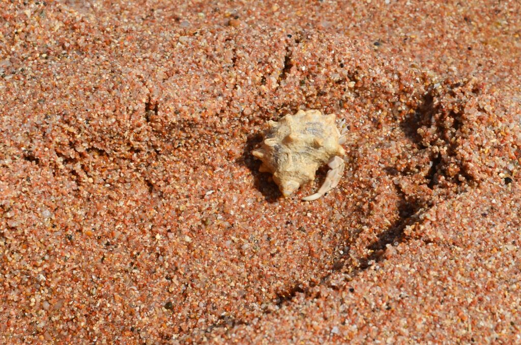 Caranguejo ermita escondido dentro de uma concha na areia