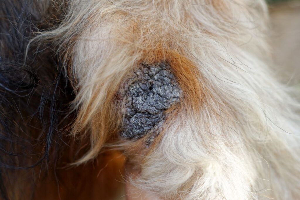 Close up corn on elbow dog,Long-haired dog