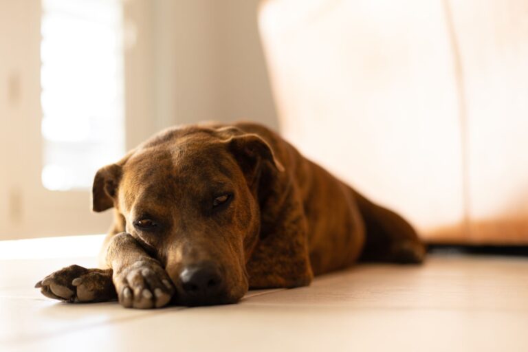 Portrait of the dog on the tiled floor. Brindle dog. Calos nos cães: cão castanho deitado no chão