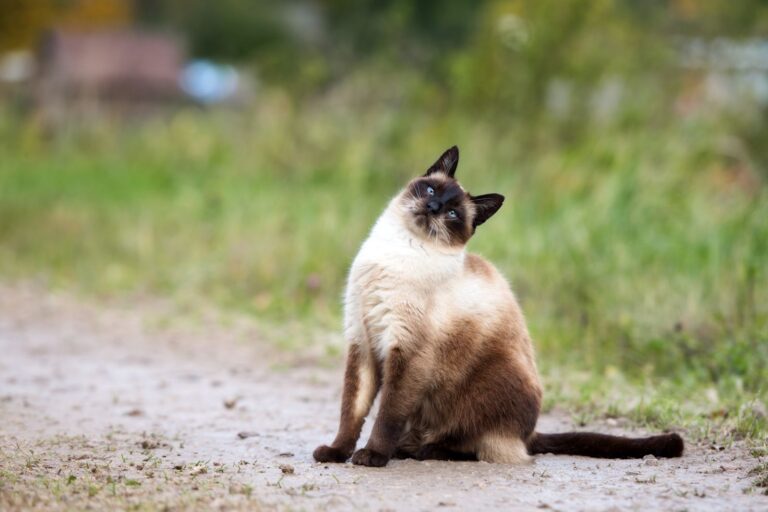 Síndrome vestibular nos gatos: gato siamês sentado numa estrada de terra com a cabeça inclinada