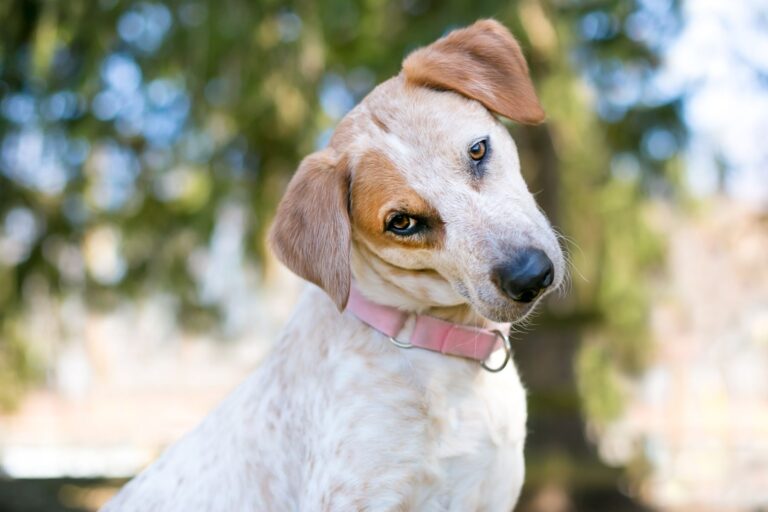 Síndrome vestibular nos cães: cão branco e castanho com a cabeça inclinada