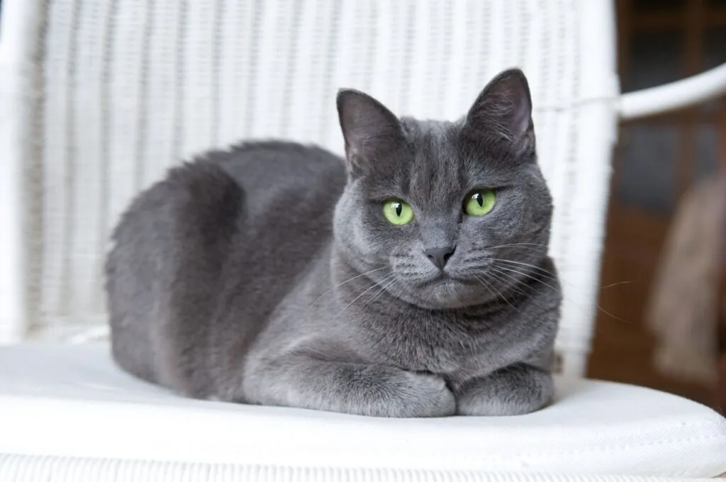 gato azul russo em pose
