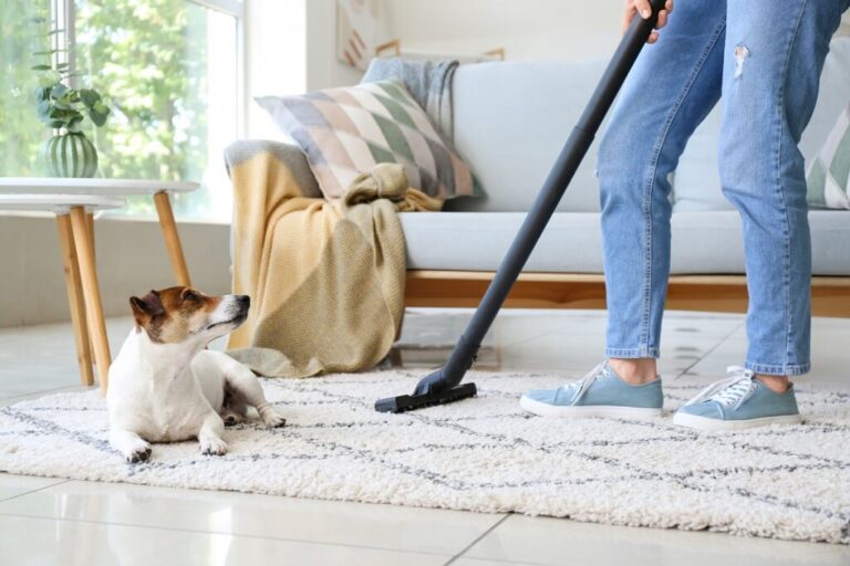 dona remove pelos de cão do tapete com aspirador