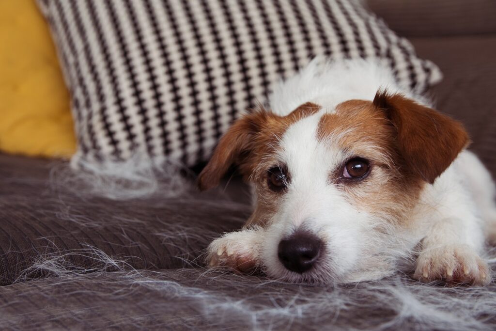 jack russel no sofá no meio de tufos de pelo branco