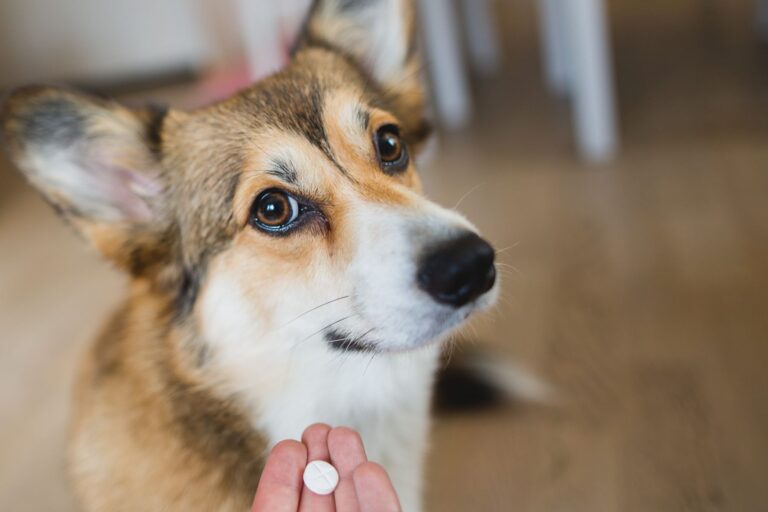 Corgi sentado para tomar um comprimido. A mutação do gene MDR1 em cães pode causar sintomas graves.