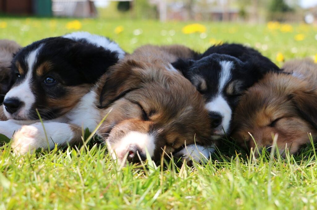 Cachorros border colie deitados à sombra na relva.