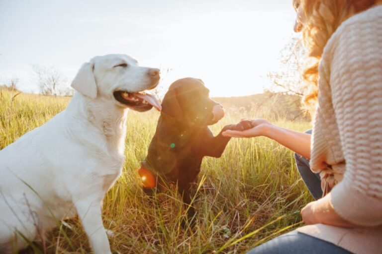 mulher a brincar com dois labrador retriever