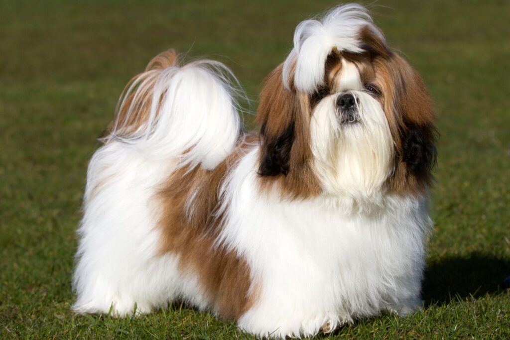 shih tzu na relva