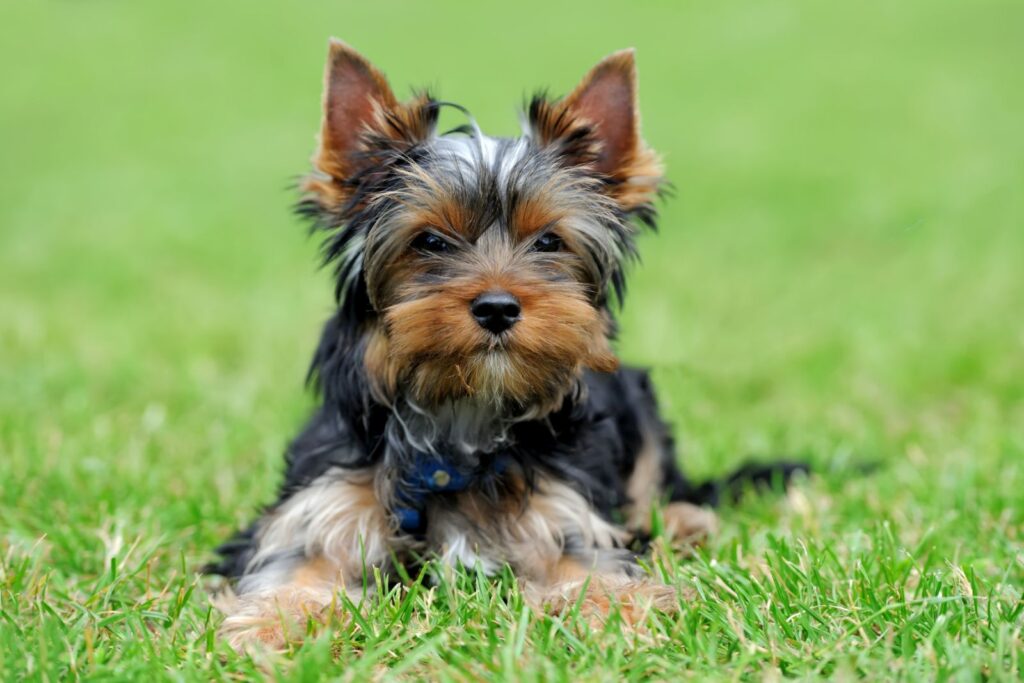yorkshire terrier deitado na relva