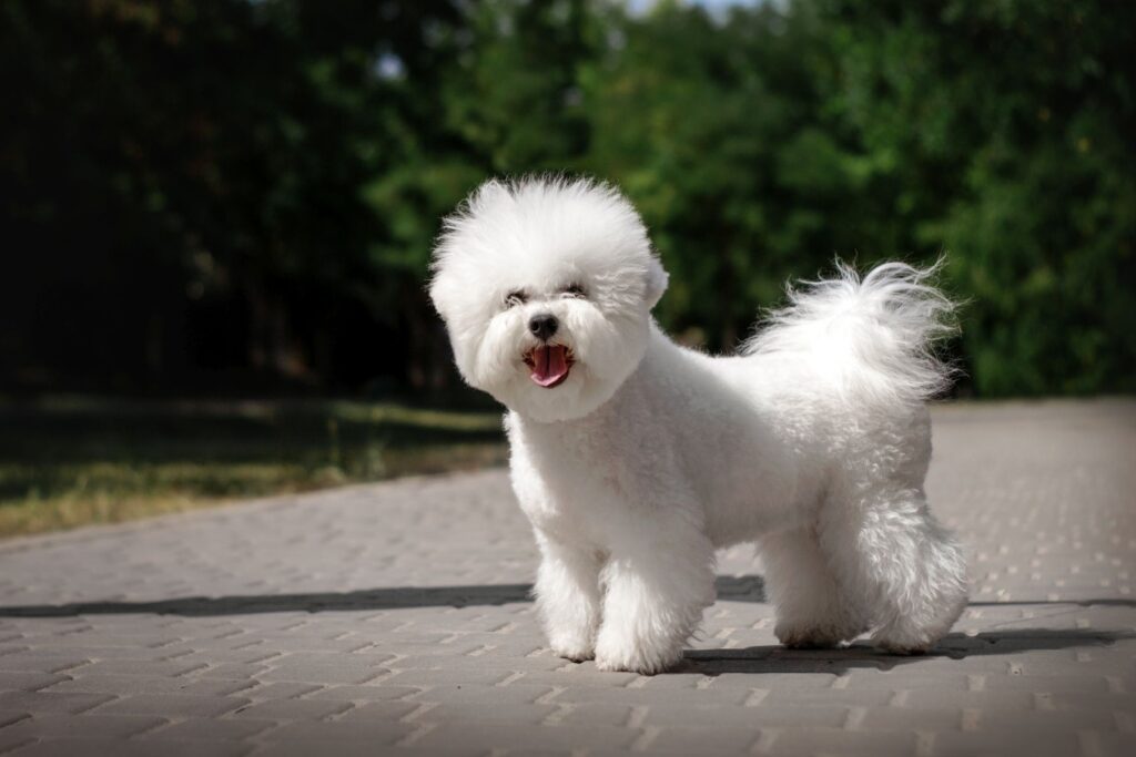 bichon frisé no passeio