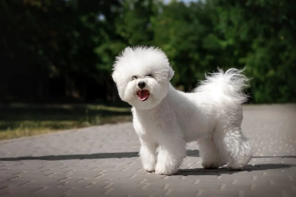 bichon frisé no passeio