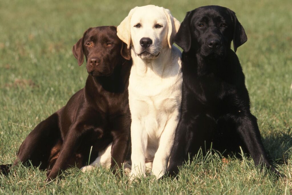 três labrador retriever na relva, castanho, bege e preto