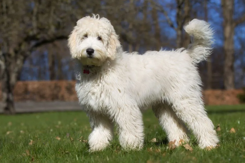 Labradoodle no jardim