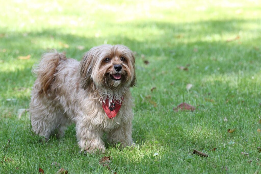 bichon havanês no jardim