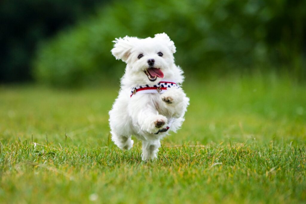 bichon maltês a correr na relva com a língua de fora