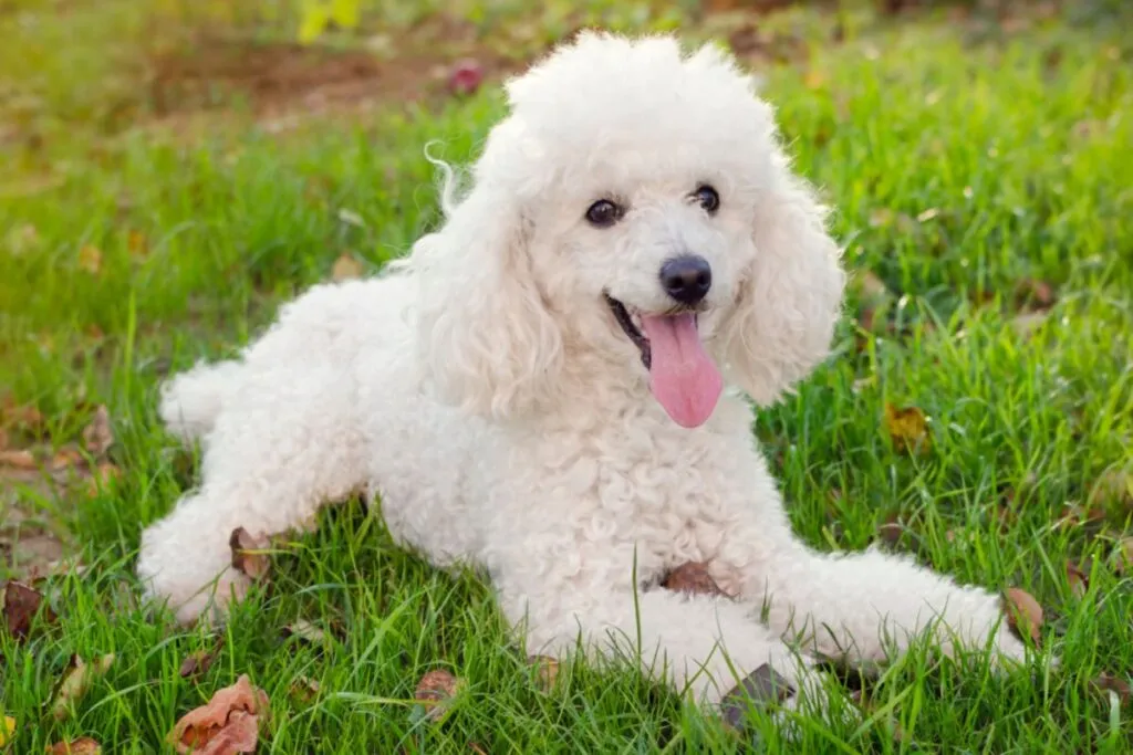 caniche branco deitado na relva