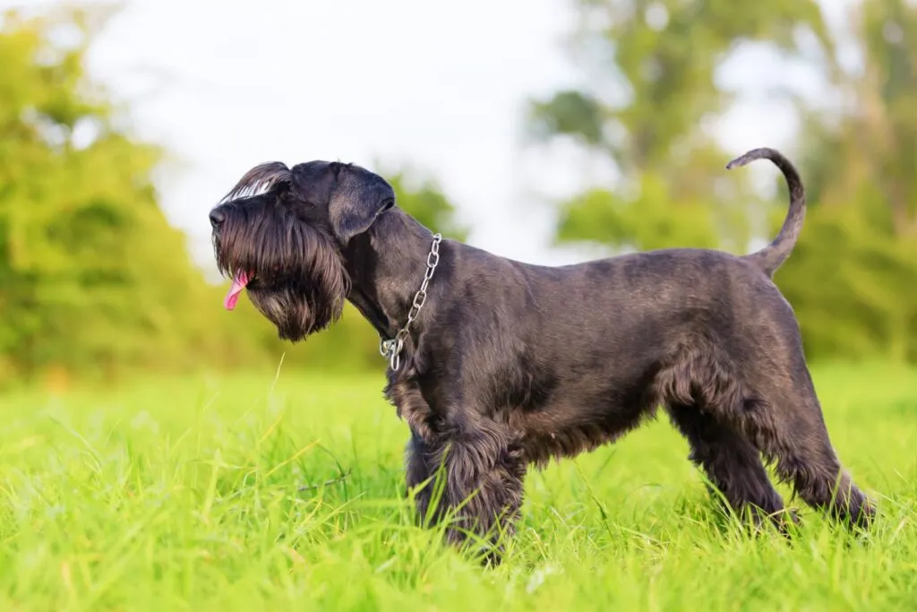 schnauzer preto no jardim, com a língua de fora