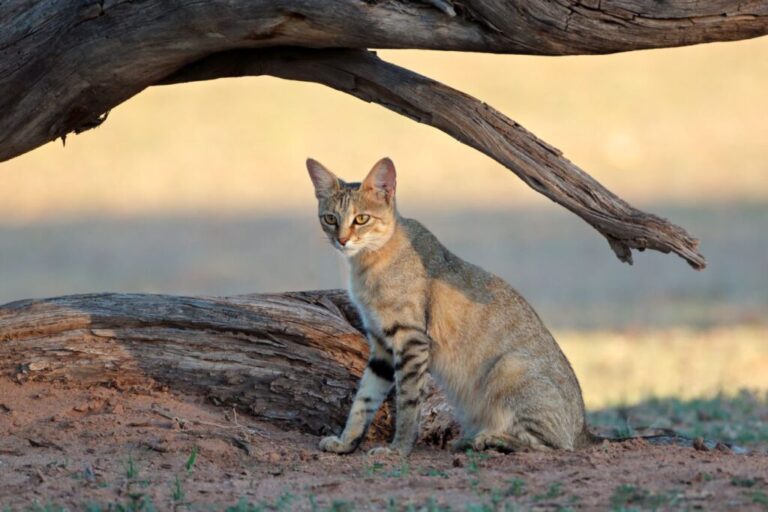 gato-selvagem-africano no deserto