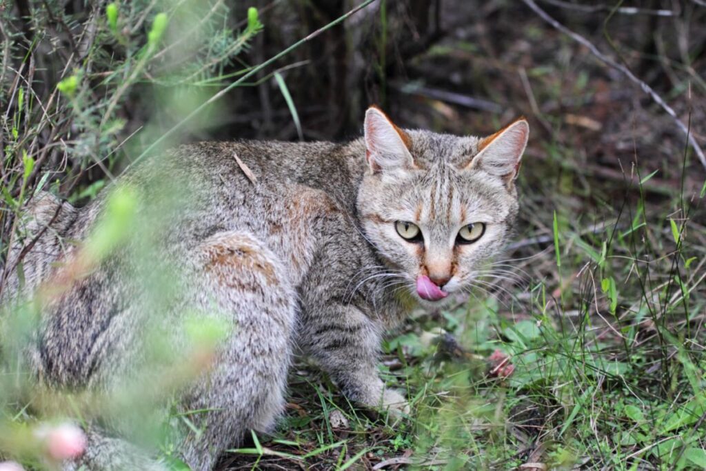 gato-selvagem-africano a passar a língua pelos lábios