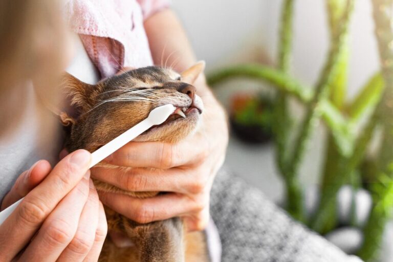 dona a escovar os dentes ao seu gato