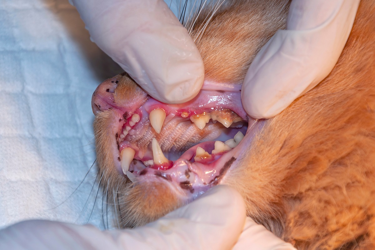 higiene dental nos gatos_2