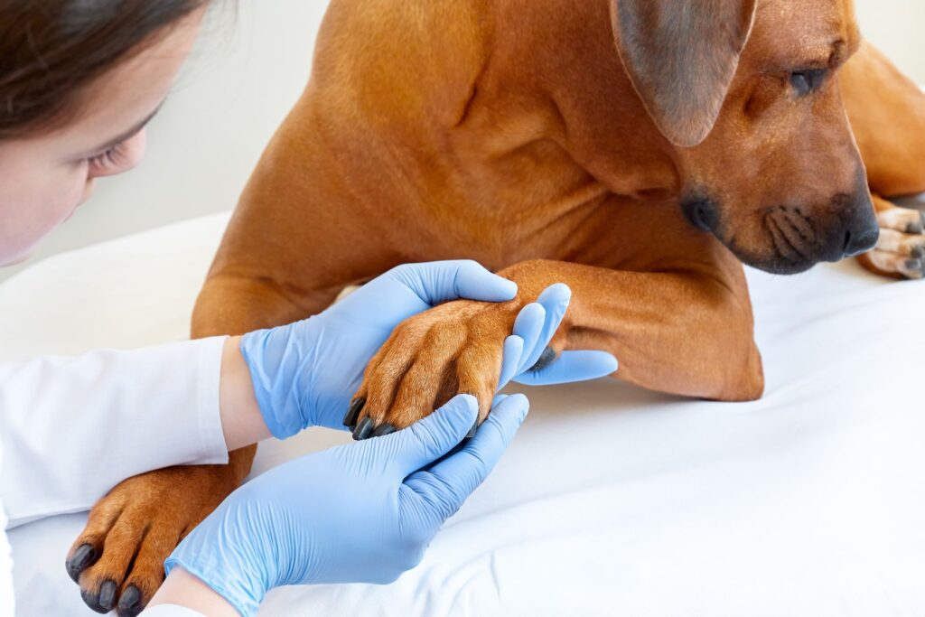 veterinária examina as patas de um cão
