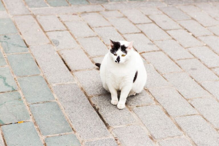 gato obeso branco com manchas pretas