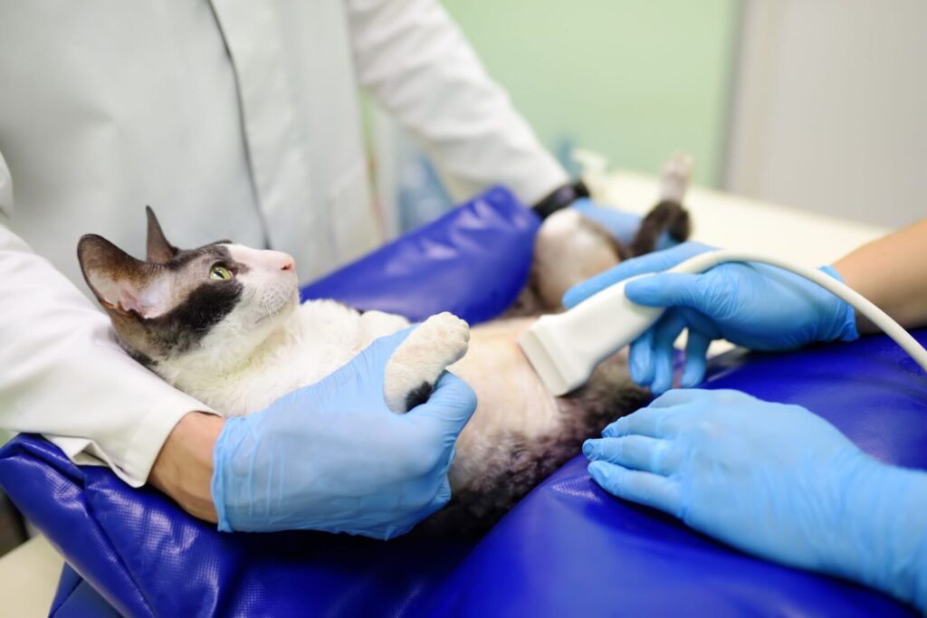 veterinário a fazer ecografia a gato