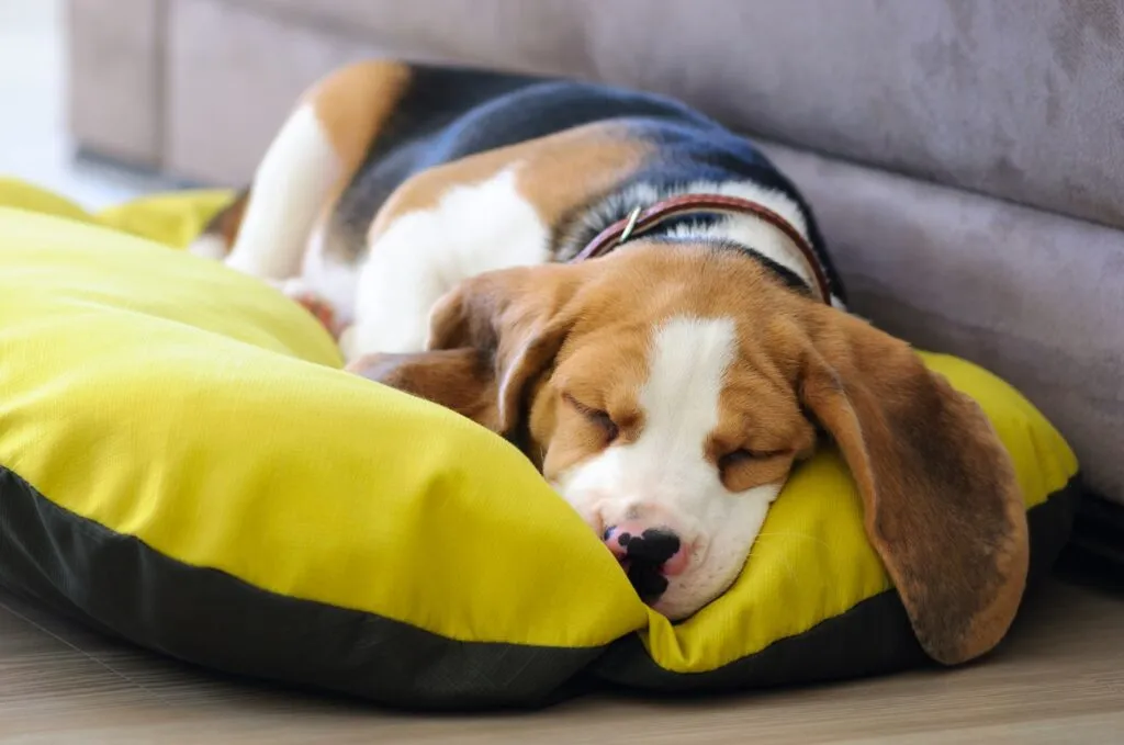 Beagle puppy sweet sleeping in dog bed Cachorro beagle deitado numa almofada amarela