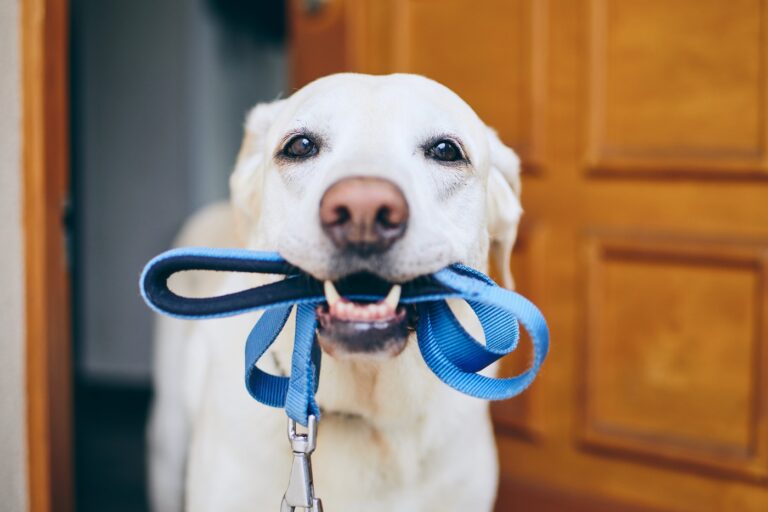 Labrador retriever com uma trela azul na boca. O equipamento básico para cães inclui acessórios para o passeio
