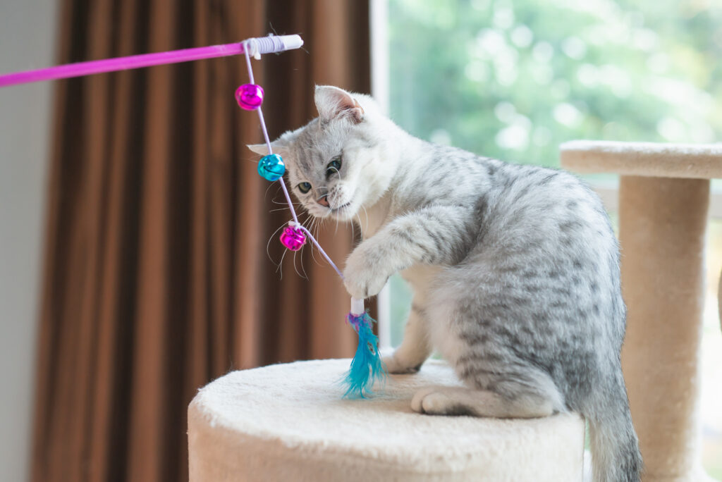 kitten playing toy on cat tower Gatinho a brincar com uma cana