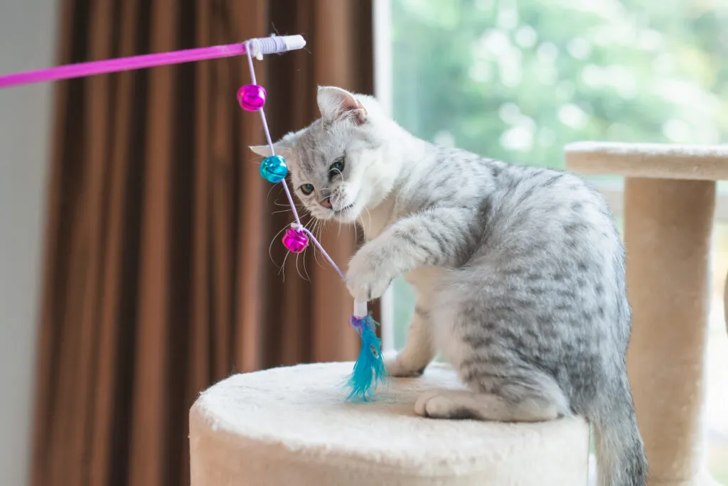kitten playing toy on cat tower Gatinho a brincar com uma cana